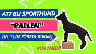 Valptr&auml;ning sporthund | Palltr&auml;ning