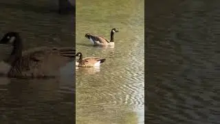 Animal Life - Chill Geese and Chirping Birds!