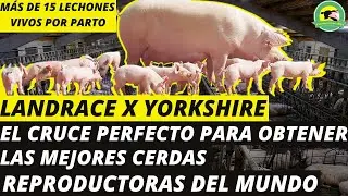 LANDRACE❌YORKSHIRE (El Cruce Perfecto Para Obtener Las Mejores Cerdas Reproductoras Del Mundo)