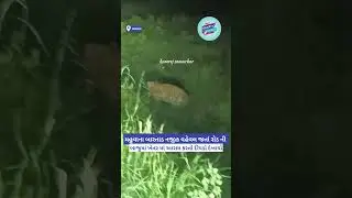 #BartadVillage#LeopardSighting #WildlifeInVillage#LeopardNearRoad#news#WildlifeAlert#NatureEncounter