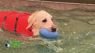 Winter swimming at Animal Therapy Center | Cold Weather, Warm Hearts