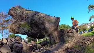 Arborist Work New Zealand