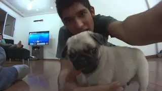A COISA MAIS FOFA DO MUNDO: SHAKE