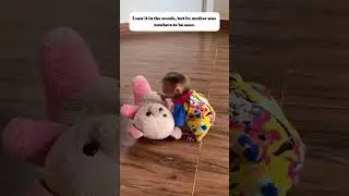 Rescue baby monkey #monkey #monkeybaby #pets #rescue #rescueanimals #animals #shortvideo #shorts