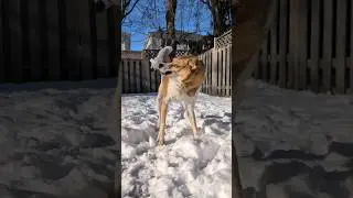 McFly never misses a chance to show Racoon who's boss #playtime #dog #puppy #snow #pixel