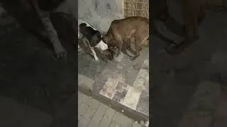 Feeding street dogs #adoptstrays #straydog #streetdog #cute #animals #dog #wilddog #dogs #dogshorts