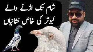 Kabootar | Kabootar ke Par ki Pehchan | Ache Kabootar ki Pehchan in Hindi
