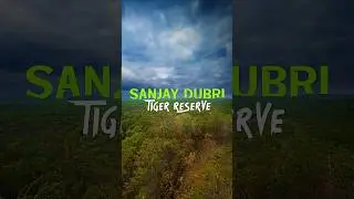 Sanjay Dubri Tiger Reserve #shorts  #walkintothewild #tiger #viral