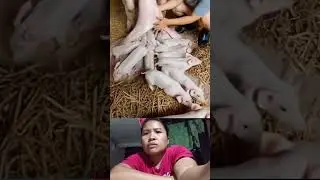amazing mama pig