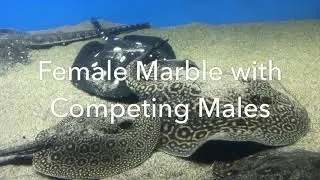 Freshwater Stingray Competitive Breeding