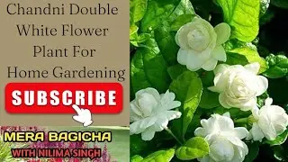 Dabble  Chandi plant(Tager)ko cutting se kyese lagayen.How to grow Dabble  chandni  plant?