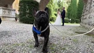 Bouledogue francese al matrimonio grazie a Wedding Dog Sitter