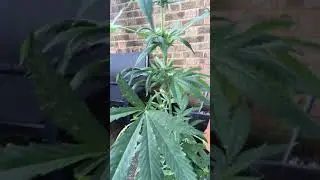 Outdoor grapefruit strain