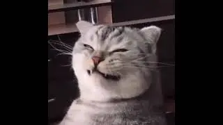 Cute Cat Smiling