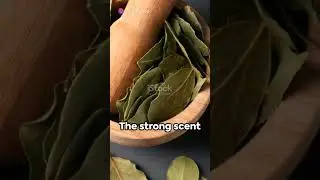 Bay Leaves: Your Home's Insect Repellent #hacks #lifehacks #home #health #healthy #fyp #fypシ