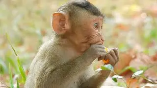 Baby Monkey Rex So Smart And Strong Good Young Mom Monkey Rose