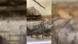 Androctonus crassicauda, the Arabian fat-tailed scorpion Tara silipin natin si Sheila May 😂😂