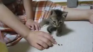 Прыгающий котэ начало - Jumping cat Begins
