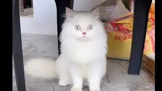 Beauty cat लाइव है! 🐈🐈😳👈