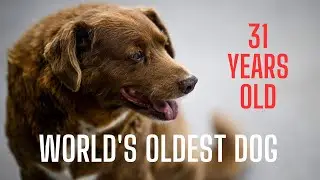 Meet the world's oldest dog in history #dog