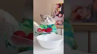 Super Cats Chef😄😍 Funny Smart Cats ASMR MUKBANG  Best Of The 2021 Funny Animal Videos 75