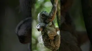 5 FUN FACTS About Baby Sloths! #viralshorts #shorts  #facts #animals #sloths #cuteanimals