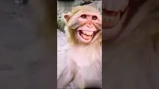 makad gammat hasun hasun pot dukhel | makdacha majedar video marathi