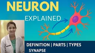 Neuron Explained in Hindi | Definition, Parts, Types & Synapse