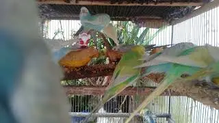 Luxury Birds Home Decor #HomeDecor #LuxuryLiving #PremiumPets