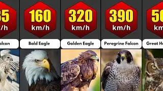 Speed Comparison: Fastest Birds Ranked by Their Speed (2025 Edition)