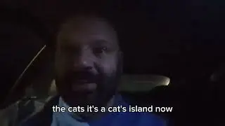 Cats island #cats #fypシ #funny #cyprus #catsoftiktok 