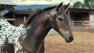 2024 Knabstrupper x Tb Colt