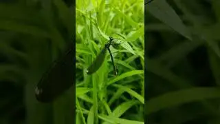 Dragonfly on the grass