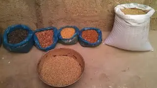 Learn All About Ringneck Parrots Mix Seeds|How I use these seeds for whole year & for Breeding time.