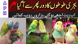 Australian parrots ka karobaar kaisy kary | Budgies parrot business idea budgies prices in 2025