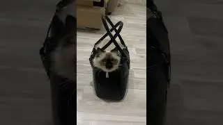 И где справедливость 😂Невская маскарадная кошка 🐈😍#cat#cute#beautifulcat#meow#catsofworld#кошка