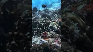 Mr Octo! Dive with us in Lombok! link in description #shorts