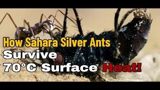 How Sahara Silver Ants Survive 70&deg;C Surface Heat | The Quick Curio