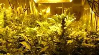legal medical marahuna grow op