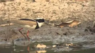 26.9.13 Vanneau de Cayenne (Vanellus cayanus, Pied Lapwing)
