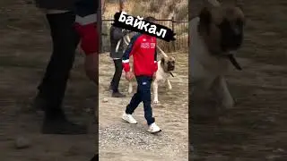 П.К Берг один из лучших питомников вл Джумабой