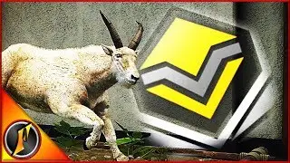 First Diamond Mountain Goat!?!