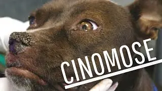 UM DOS MELHORES TRATAMENTO PARA A CINOMOSE!