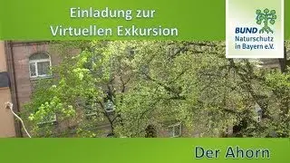 Virtuelle Exkursion 1: Der Ahorn