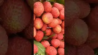 False fruit #litchi #litchee #fruits #viralshort #trendingshorts #nature #fruitsname #fruitplant
