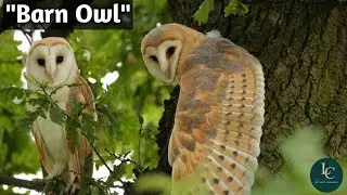 Barn Owl: Strenght, Size &  Hunting Skills Compared(@Lifewithcreatures )