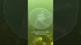 Scuba Diving in The Netherlands! (Grevelingenmeer)