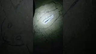 Fossil Preparation | Devonian Fish (Pterichthyodes milleri)
