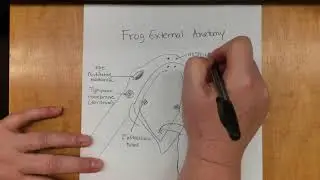 Frog External Anatomy