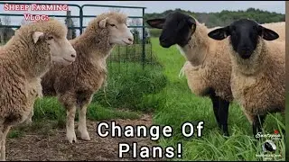Change Of Plans: Sheep Shearing Canceled!